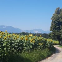 Sonnenblumen am Weg in Tretram
