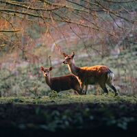 Hirsche im Wildgehege St. Blasien