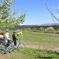 Beim Streuobstpfad Erlaheim