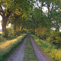 Der ORTSWEG Rund um Rhadereistedt führt durch tolle Alleen