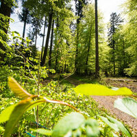 Den Wald in Karlsbad mit anderen Augen entdecken