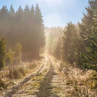 EifelSchleife Moorpfad, Wanderweg durch den Wald