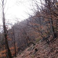 Wildfährte am Hang südseitig zum Kamm