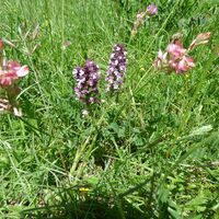 Orchideen