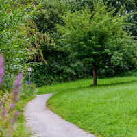 Blühendes im Grünzug