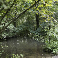 Erlenbruchwald + Ems
