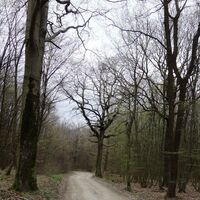 Forstautobahn (Richtung Drei Hotter)