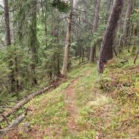Wegverlauf beim Aufstieg im Wald