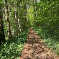 Waldweg