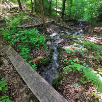 Auf dem Hutpfad über Bächle