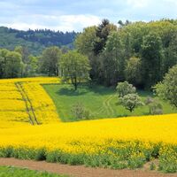 iedelsheimer Buchwald-Rundweg - Blick über die Kraichgaulandschaft 2