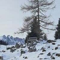Bankerl bei Baum