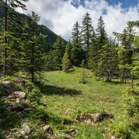 Kleine, idyllische Almwiese auf dem Weg zur Neualm