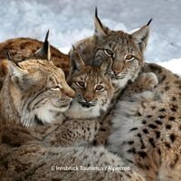 Alpenzoo in Innsbruck - Luchs Familie