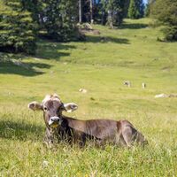 Schumpen am Kienberg