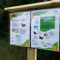 Infotafel über Schmetterlinge