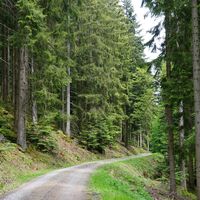 Auf hauptsächlich geschotterten Wegen wandern wir durch den nördlichen Schwarzwald.