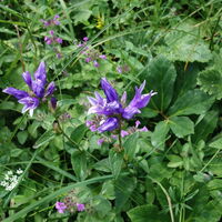 Flora: