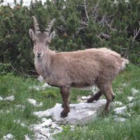 Steinbock am Tominsek Pot