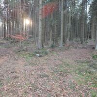 Weiterweg unmarkierter Waldweg links