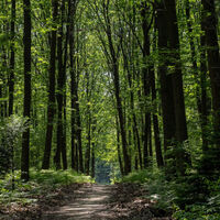 Waldweg