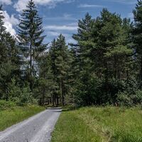 Rundtour Bonaduzer Wald 256