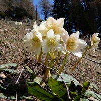 Schwabenbartl - Windgrube - Mittereralm - Fölzalm
