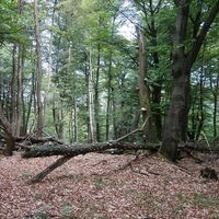 Naturbelassene Waldstücke im Naturschutzgebiet