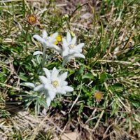 Unterwegs ein paar Edelweiss