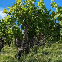 Weinberge und Vulkane de fontes0011 ©Gilles Delerue - ADT34
