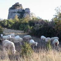 Schafe Causse Larzac - CCLL