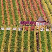 Rebenreihen mit Häuschen - Herbststimmung bei Schorndorf