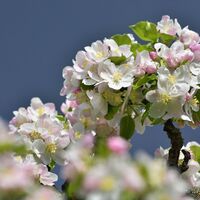 Apfelblüte im ApfelLand-Stubenbergsee in der Oststeiermark