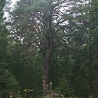 Naturdenkmal Wetterföhre (Weißkiefer)