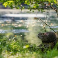 Nutria am Annaweiher im Waschtal