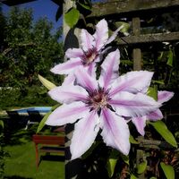 Unser Gartenblumen