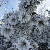 Winterblüte der Latschenkiefer
