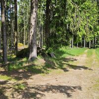 Granitfelsen im Wald