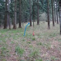 im Wald weglos weiter hoch