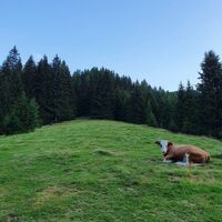 Ringkogel_Pletzen_Gaal_Murtal_Steiermark c Martin Muhrer_BergfexMartin (6).jpg