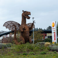 Wachtberger Drache, Wachtberg-Berkum