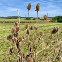 Groß-Schweinbarth, Hohlwegrunde