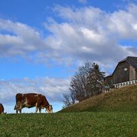Auf der Alm .....