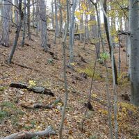 im Wald am Wildsteig ganz rechts hoch