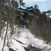 Zum Sooßer Lindkogel