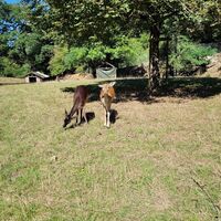 Wildgehege NW