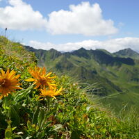 Arnika in Vollblüte