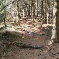 20.6 km Wurzeltrail