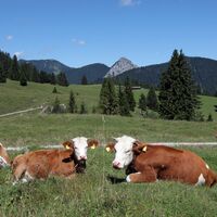 Blick von der Königsalm zum Hirschberg und Leonhardstein