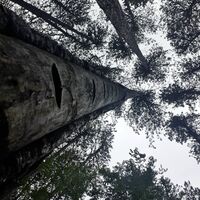 Bäume